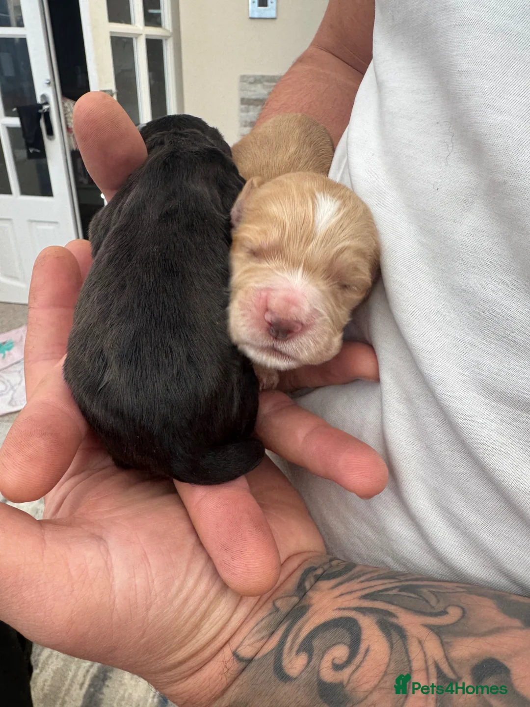 Cocker Spaniel dogs for sale: Two girl cocker spaniel  - Advert 2