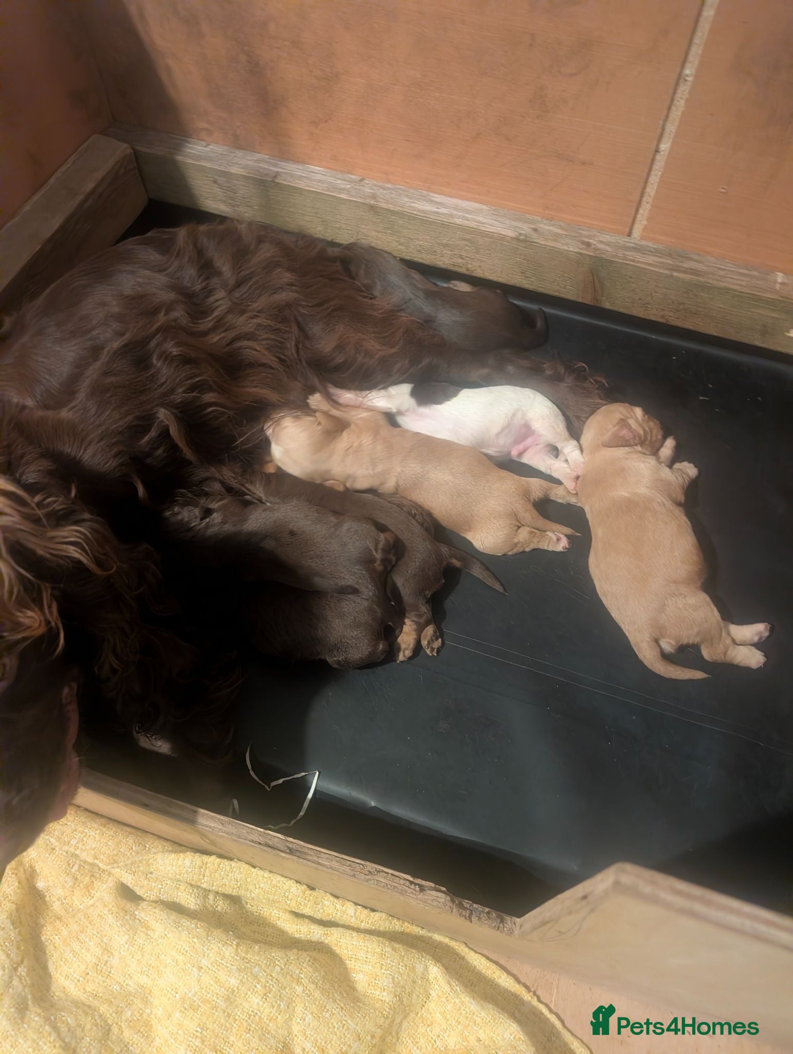 Cocker Spaniel dogs Stunning litter working cocker spaniels lemon   - Advert 6