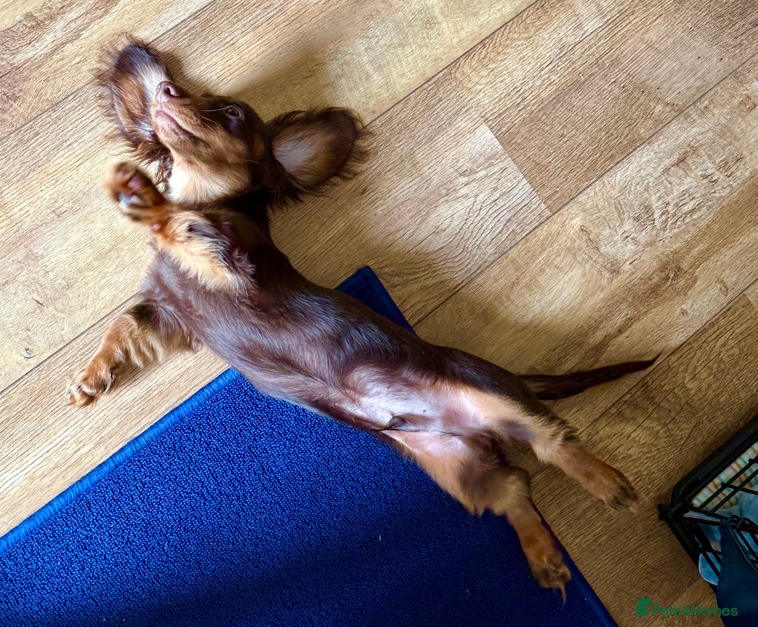 Miniature Dachshund dogs for sale: Beautiful Miniature Long-Haired Dachshund Puppy - Image 4