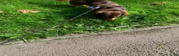 Miniature Dachshund dogs for stud: Long haired Kaneishan daschund stud  - Advert 17