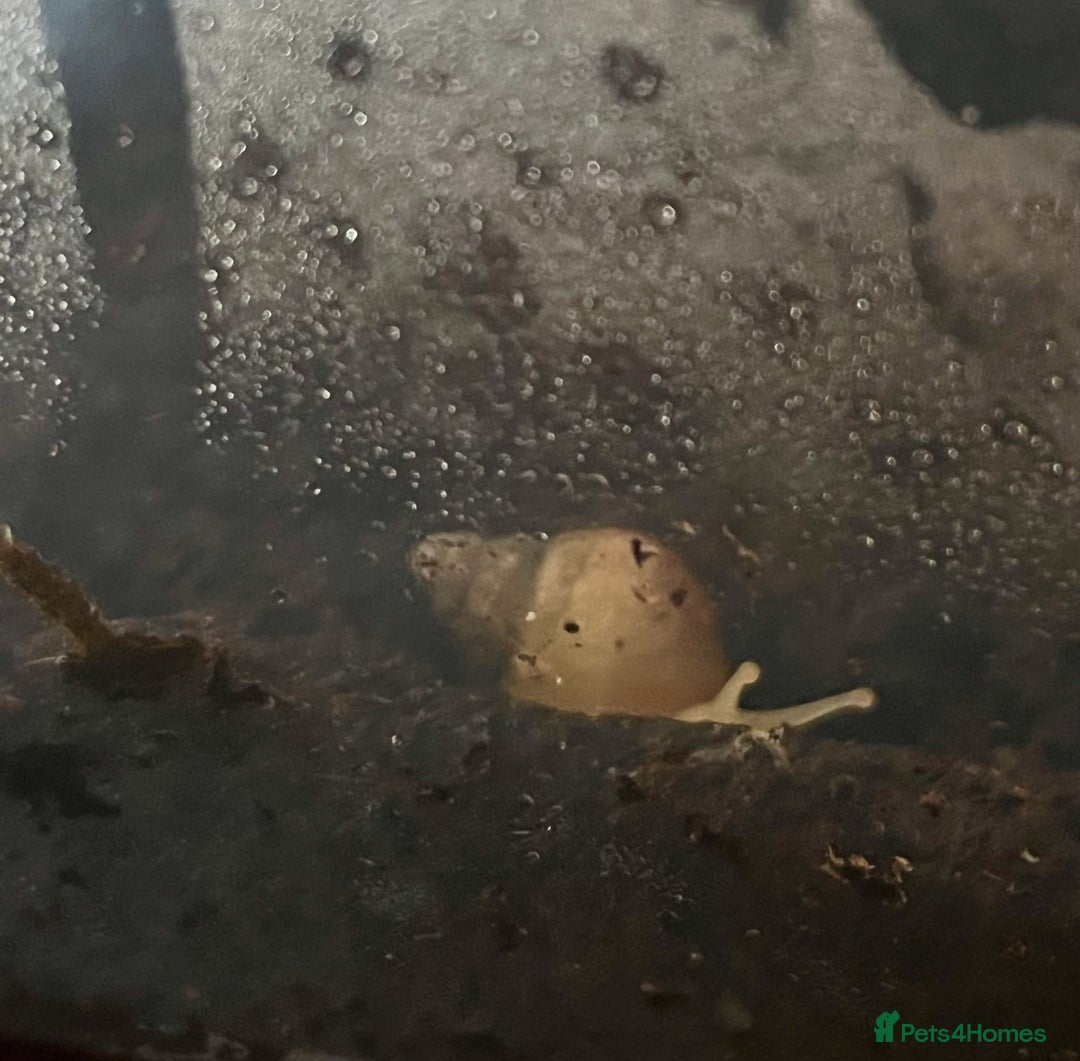 Snails invertebrates for sale: FREE ALBINO/WILD MORPH GALS BABIES - Advert 7