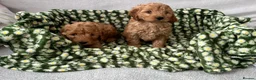 Cavapoo dogs for sale: Cavapoo puppy's  in Coventry - Advert 7