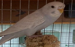 Budgerigars birds for sale: Baby budgies 8 weeks  - Image 6