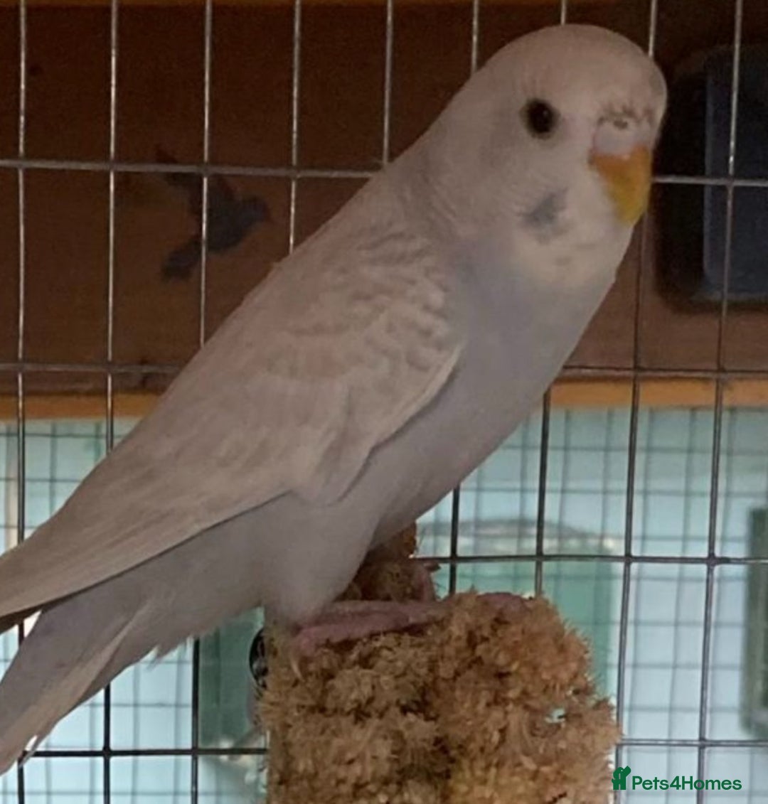 Budgerigars birds for sale: Baby budgies 8 weeks  - Image 6