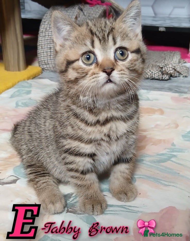 Mixed Breed cats British kittens 🎀 - Advert 16