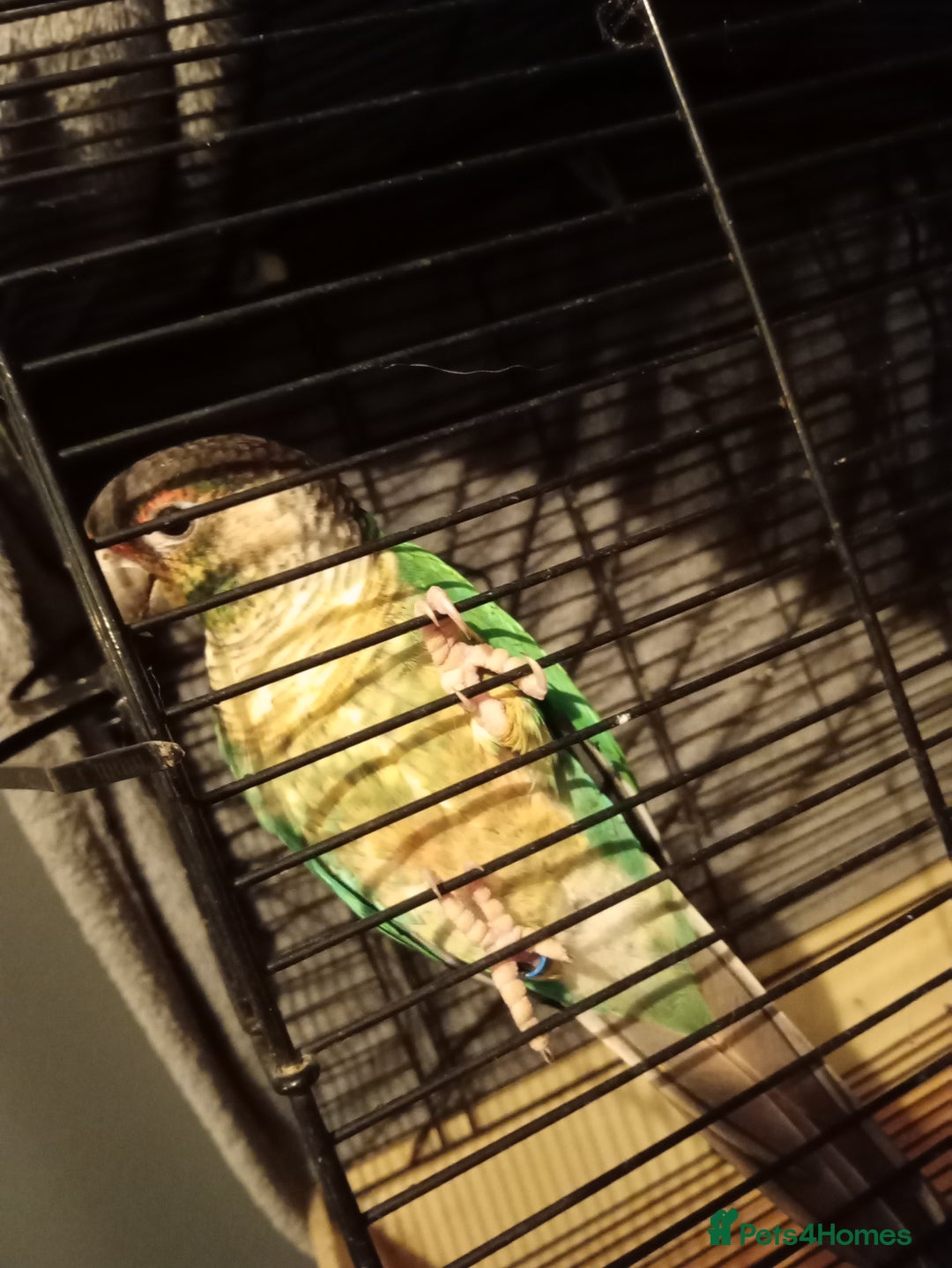 Conures birds for sale: conure for sale - Advert 2