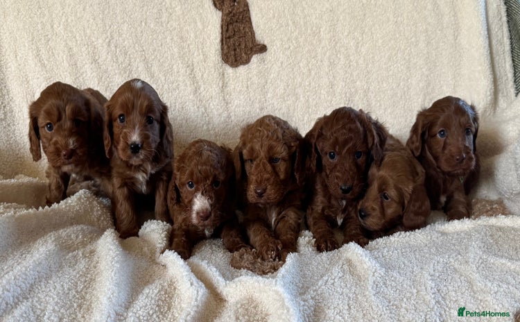 Cockapoo dogs - Advert 9