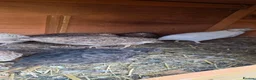 Quail poultry for sale: bob white and jumbo quails available  in Birmingham - Advert 4