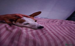 Jack Russell dogs for sale: Jack rusell terrier - Image 5