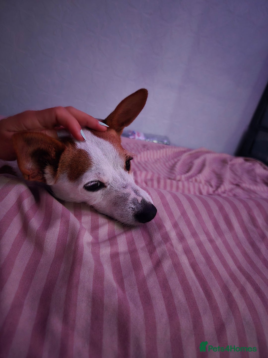 Jack Russell dogs for sale: Jack rusell terrier - Image 5