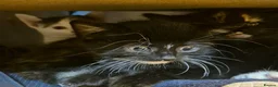 Mixed Breed cats for sale: Kittens looking for a home - Advert 8