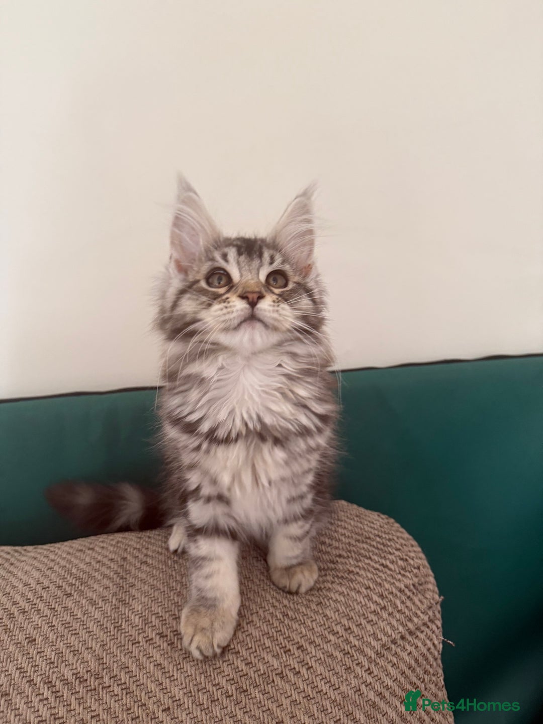 Maine Coon cats for sale: Maine coon kittens GCCF registered READY NOW  - Image 10