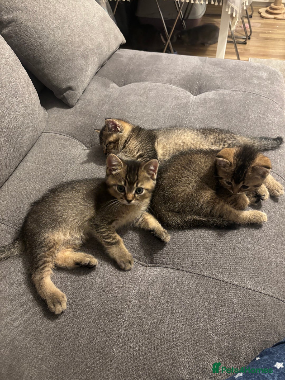 British Shorthair cats for sale: 4 adorable kittens looking for a new home  - Advert 24
