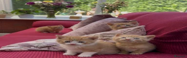 Mixed Breed Kitten 1