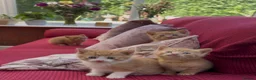 Mixed Breed cats for sale: Stunning Sheba female kitten - Advert 18