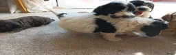 Cockapoo dogs for sale: Cockapoos in Stourport-on-Severn - Advert 13