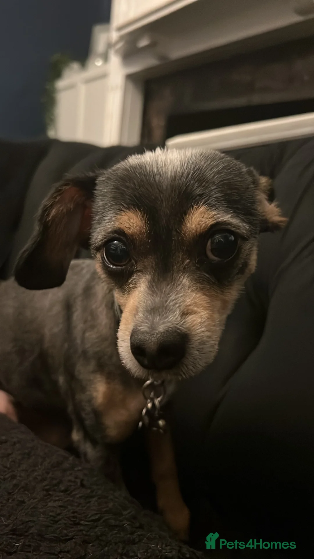 Chipoo dogs for sale: Poochi needs a LOVING home ❤️ in Dartford - Advert 7