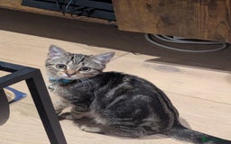 Domestic Shorthair cats for sale: Say Hello to Mimi - Image 1