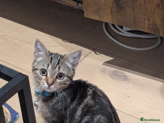 Domestic Shorthair cats - Advert 28