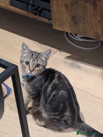 Domestic Shorthair cats - Advert 2