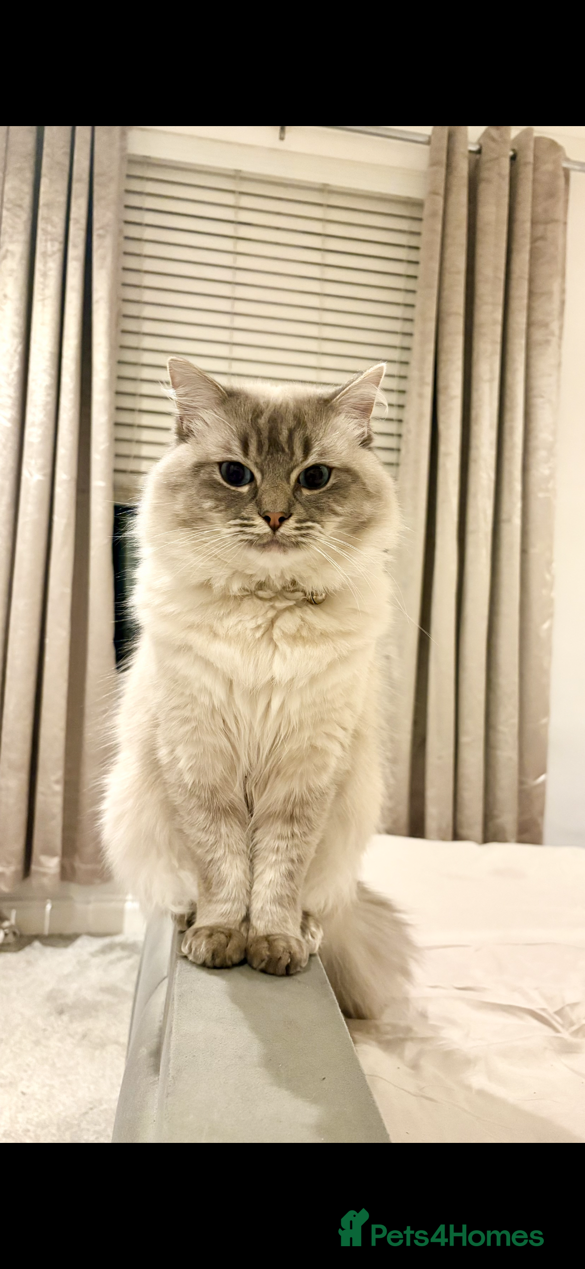 Ragdoll cats Freddy Ragdoll for stud in Glasgow - Advert 1