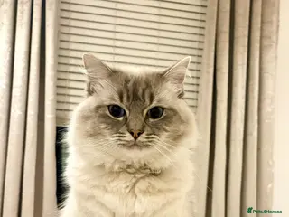 Ragdoll cats Freddy Ragdoll for stud in Glasgow - Advert 1