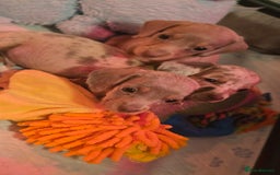 Miniature Dachshund dogs for sale: Mini dachahunds for sale  - Image 15