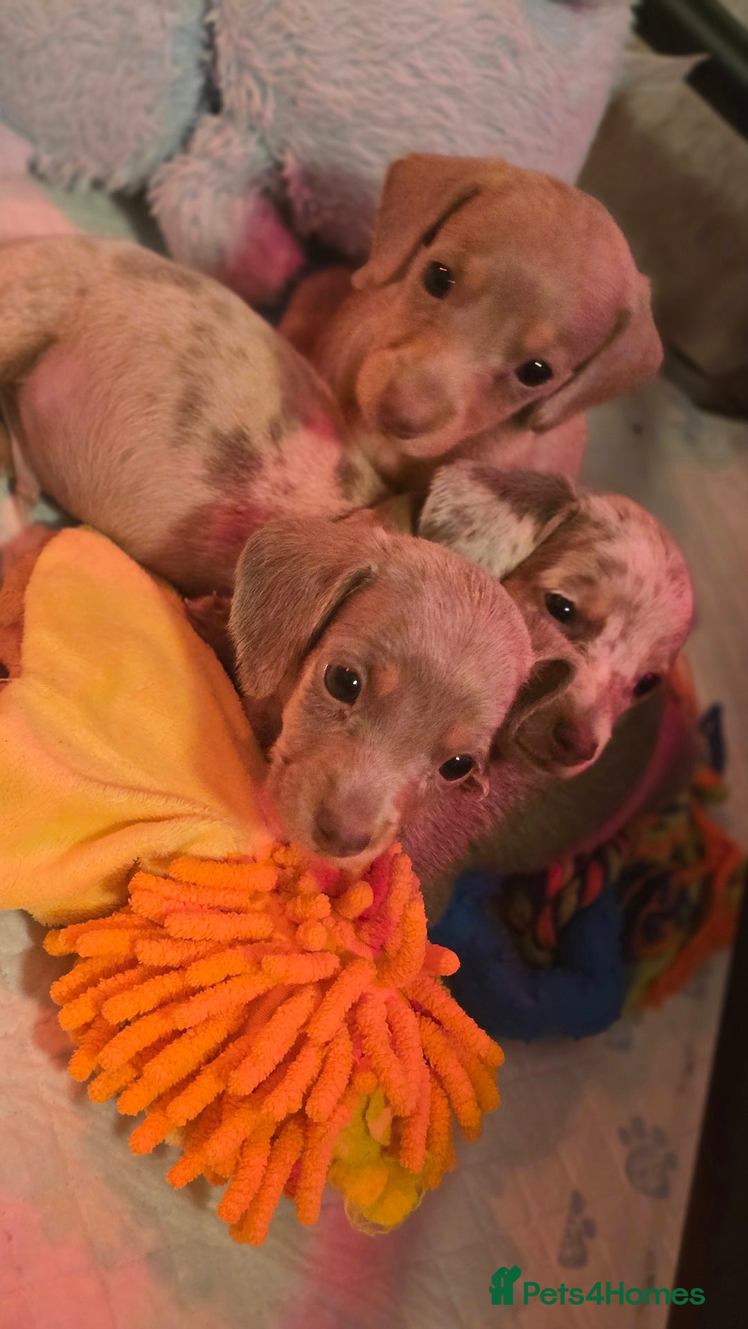Miniature Dachshund dogs for sale: Mini dachahunds for sale  - Image 15
