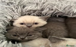 British Shorthair cats for sale: GCCF British Shorthair Kittens  in Alloa - Image 3