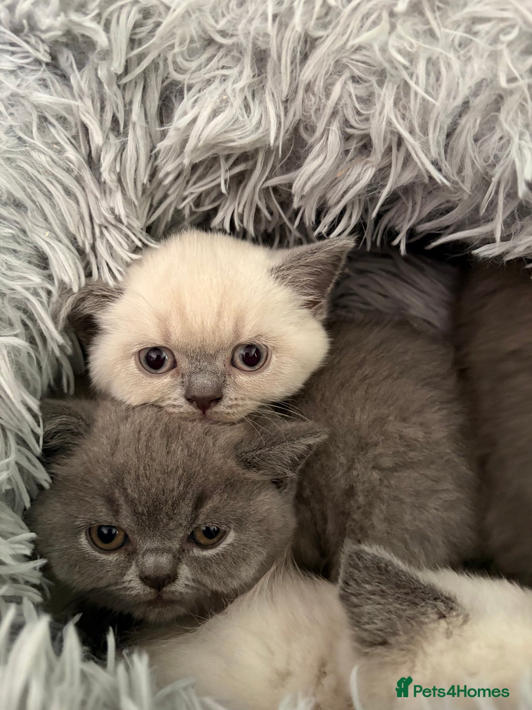 British Shorthair cats for sale: GCCF British Shorthair Kittens  in Alloa - Image 3