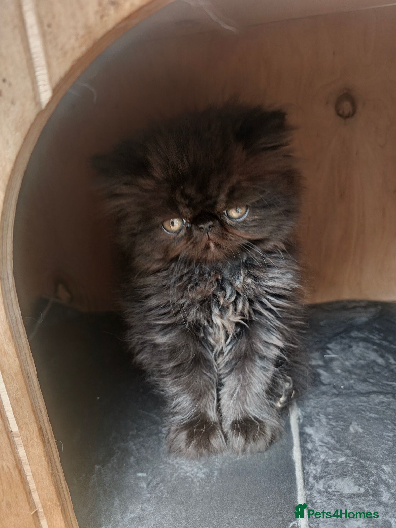 Persian cats Pure Persian long hair kitten  - Advert 1