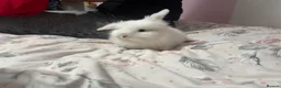 Lionhead rabbits for sale: White Lionhead for sale in Birmingham - Advert 1
