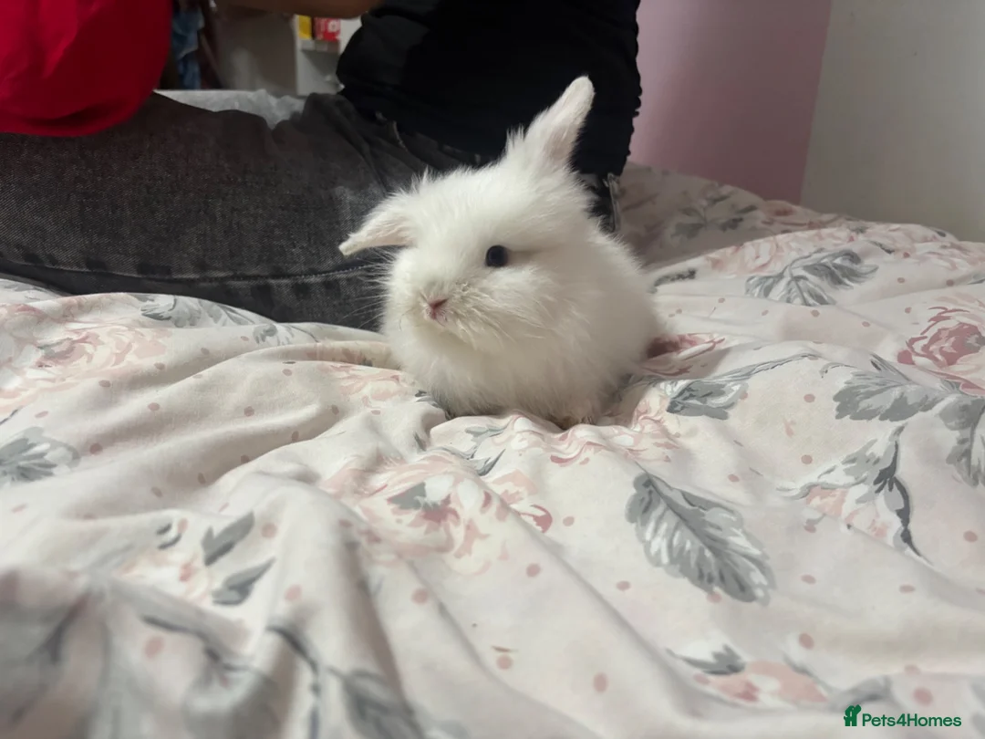 Lionhead rabbits for sale: White Lionhead for sale in Birmingham - Advert 1