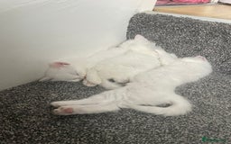 British Shorthair cats for sale: White SHD Kittens for sale - Image 7