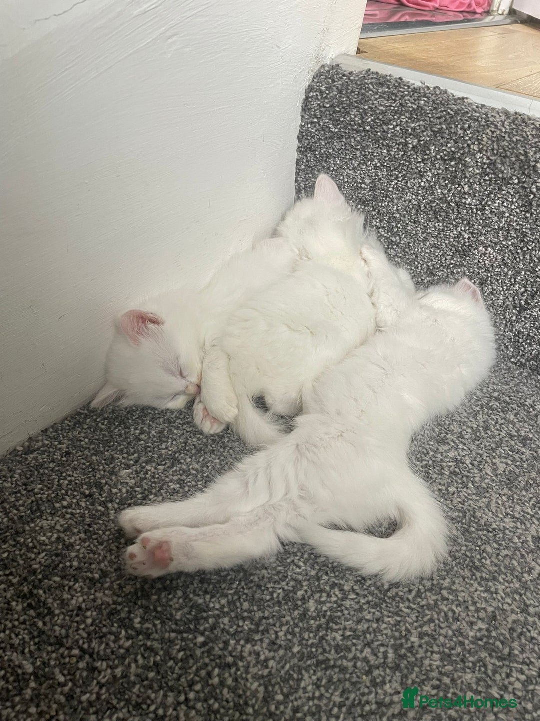 British Shorthair cats for sale: White SHD Kittens for sale - Image 7