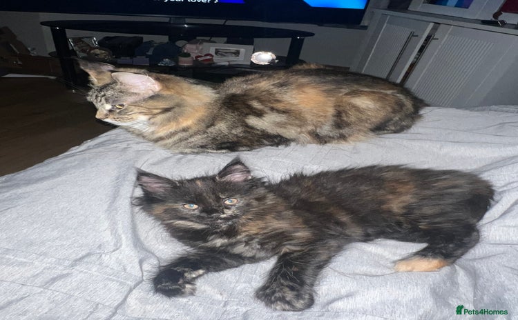 Maine Coon cats - Advert 14