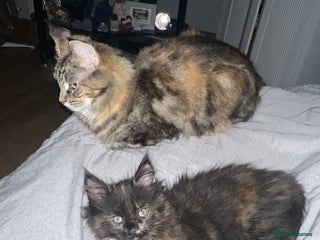 Maine Coon cats - Advert 22