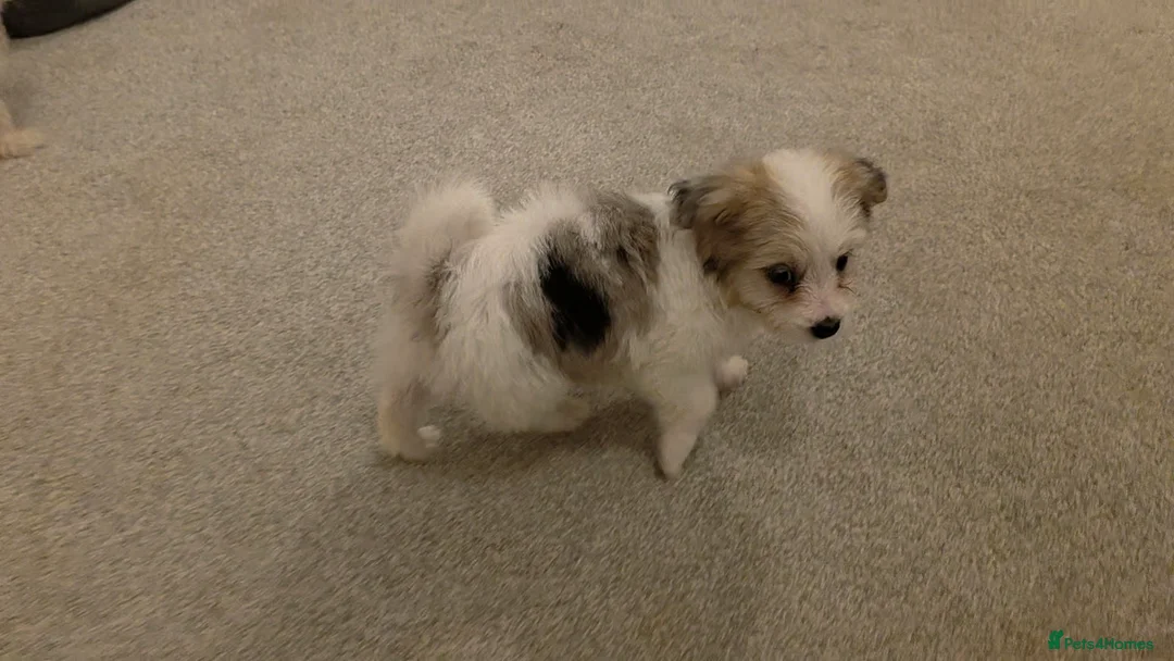 Mixed Breed dogs for sale: Beautiful Pomeranian x Yorkiepoo - Advert 4