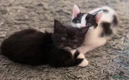 British Shorthair cats for sale: Female Kittens - Image 4