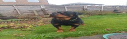 Rottweiler dogs for sale: Beautiful 4yr old Rottweiler in need of new home - Advert 3