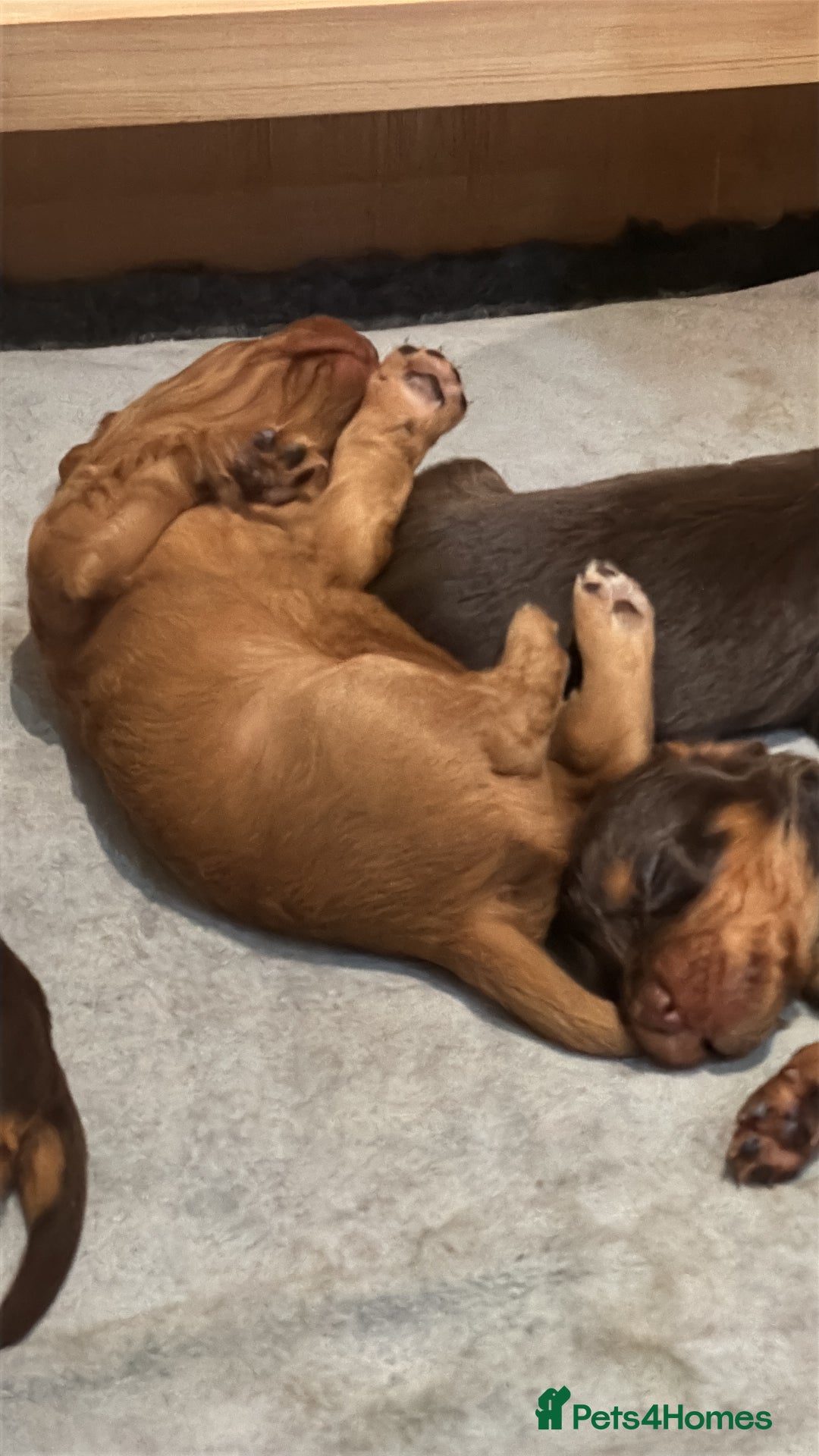 Cocker Spaniel dogs for sale: Working cocker Female Puppy  - Advert 6