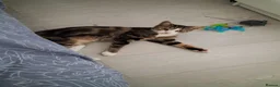 Domestic Shorthair cats for adoption: Adult tabby Rescue Cat Looking for a Forever Home in Hook - Advert 1