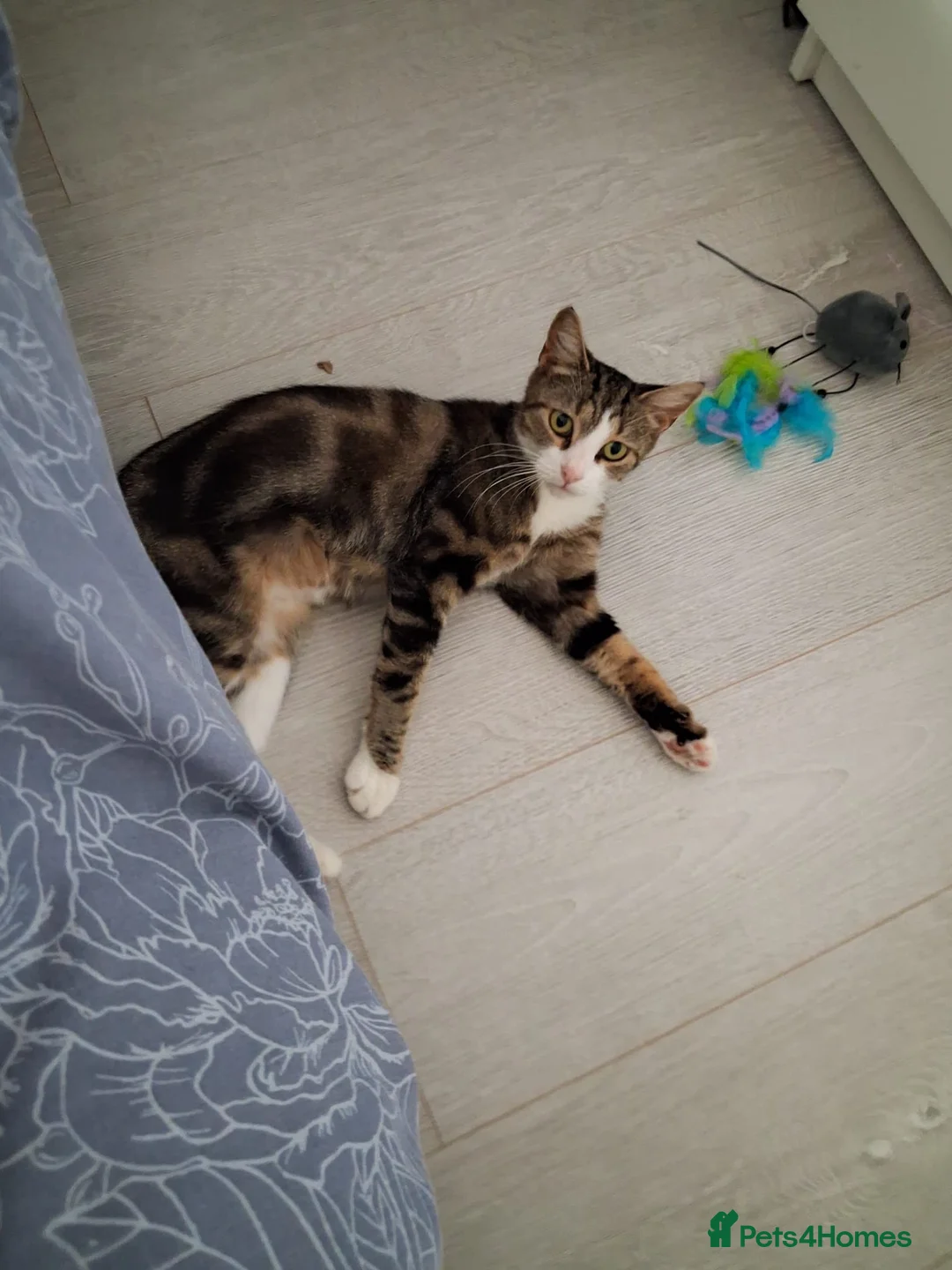 Domestic Shorthair cats for adoption: Adult tabby Rescue Cat Looking for a Forever Home in Hook - Advert 1