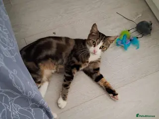 Domestic Shorthair cats Adult tabby Rescue Cat Looking for a Forever Home - Advert 1