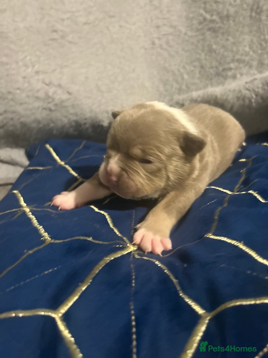 Olde English Bulldogge dogs for sale: Olde English bulldogges - Advert 4