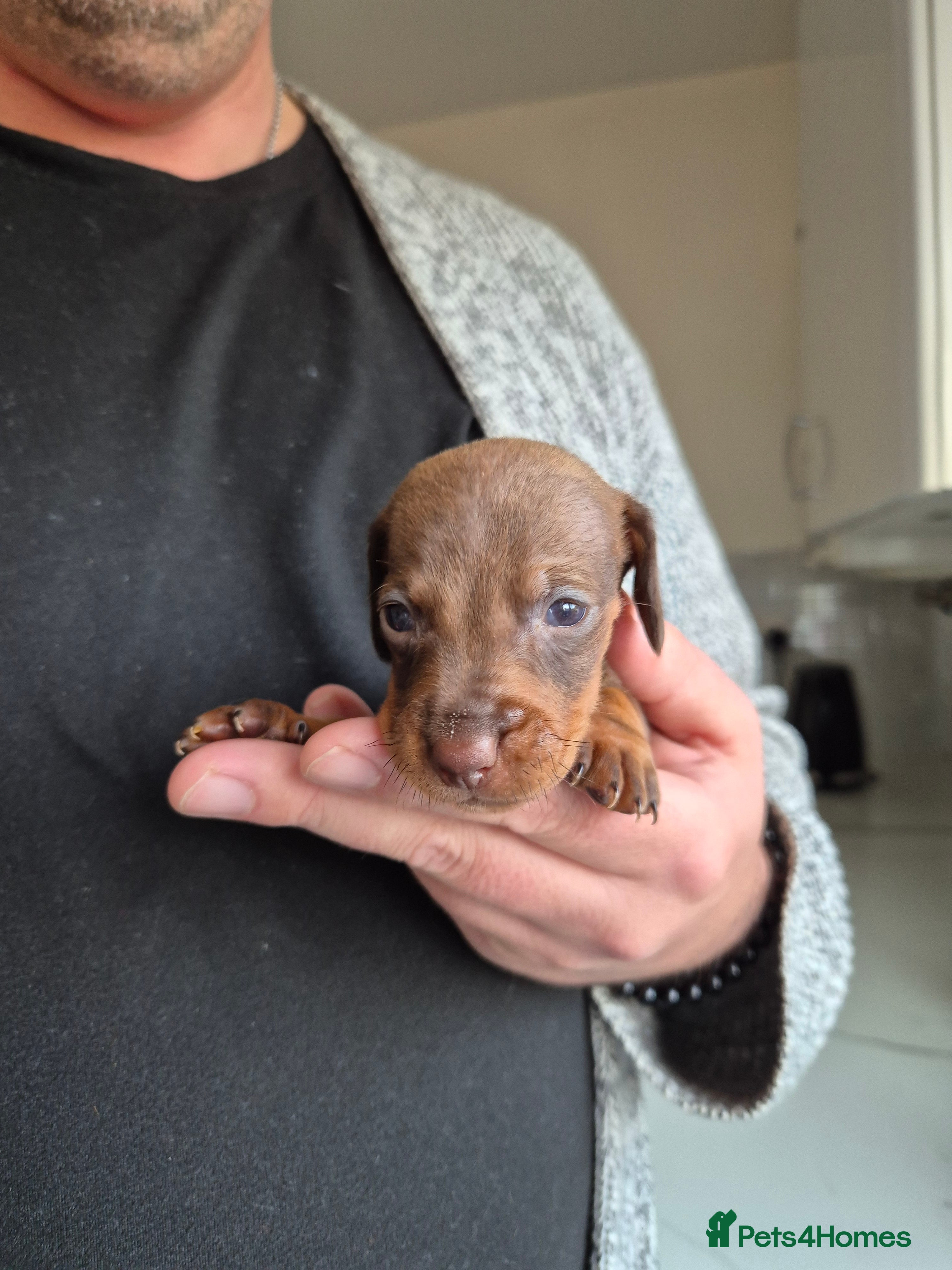 Miniature Dachshund dogs 🐶 Stunning Miniature Dachshunds ❤️ - Advert 4