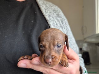 Miniature Dachshund dogs 🐶 Stunning Miniature Dachshunds ❤️ - Advert 4