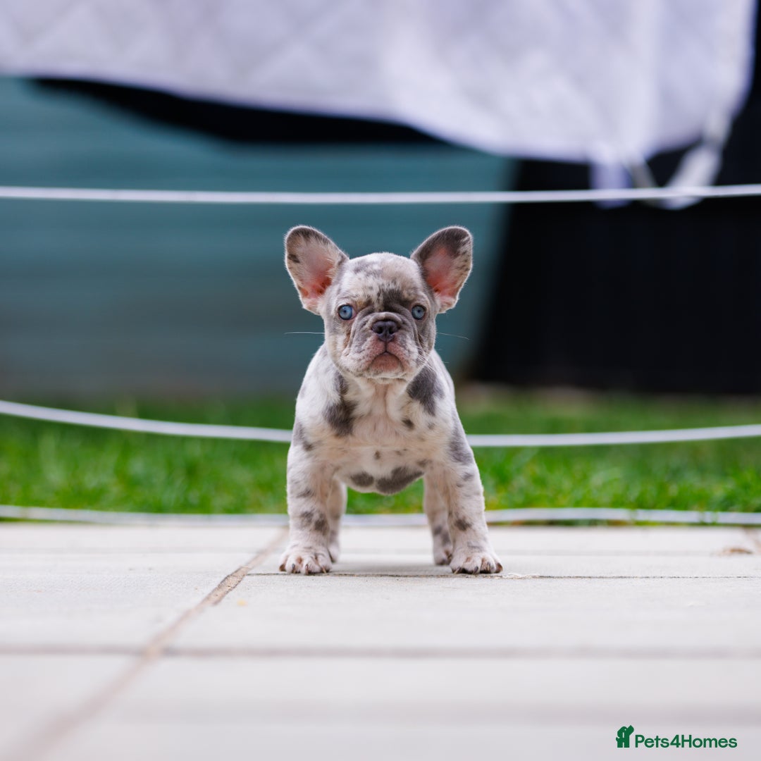 French Bulldog dogs for sale: Top girls ready to leave  - Image 12