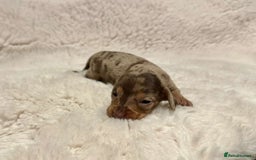 Miniature Dachshund dogs for sale: Short Haired Miniature Dachshunds - Image 12
