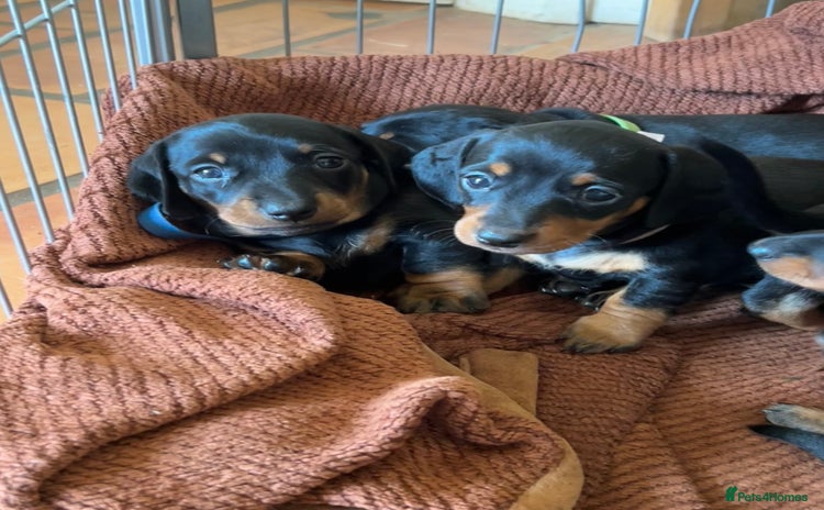 Dachshund dogs - Advert 7
